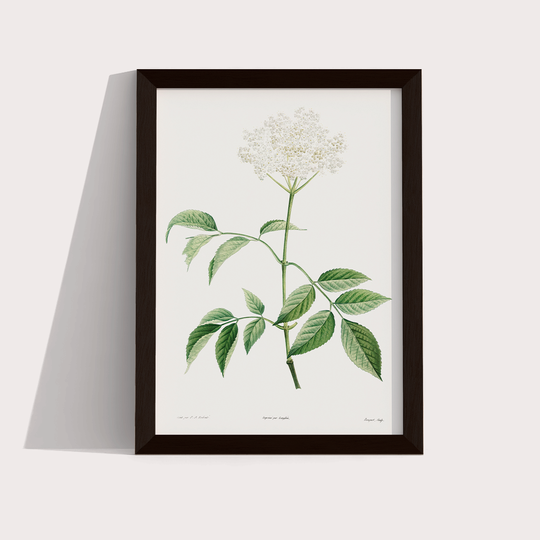 Elderflower