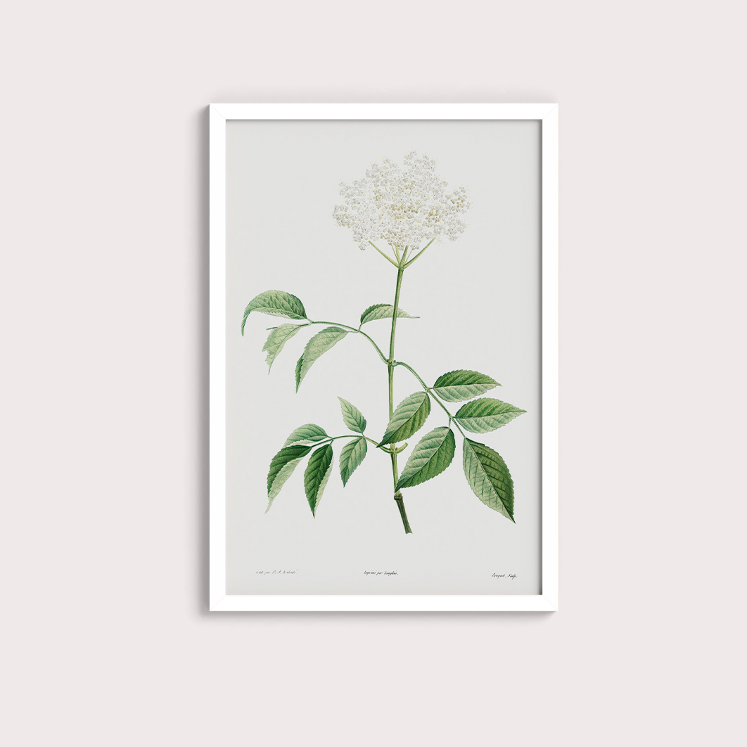 Elderflower