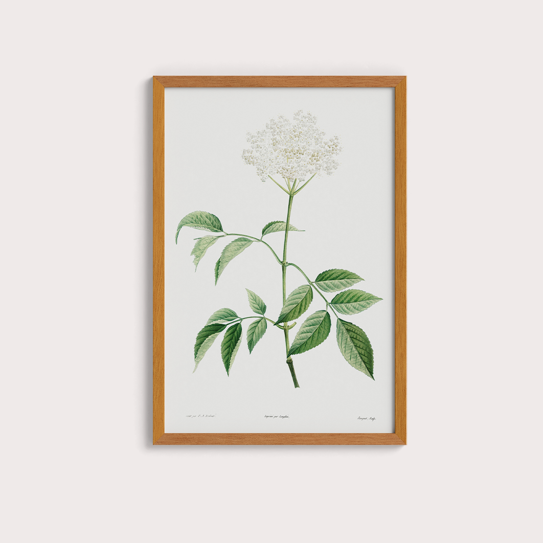 Elderflower