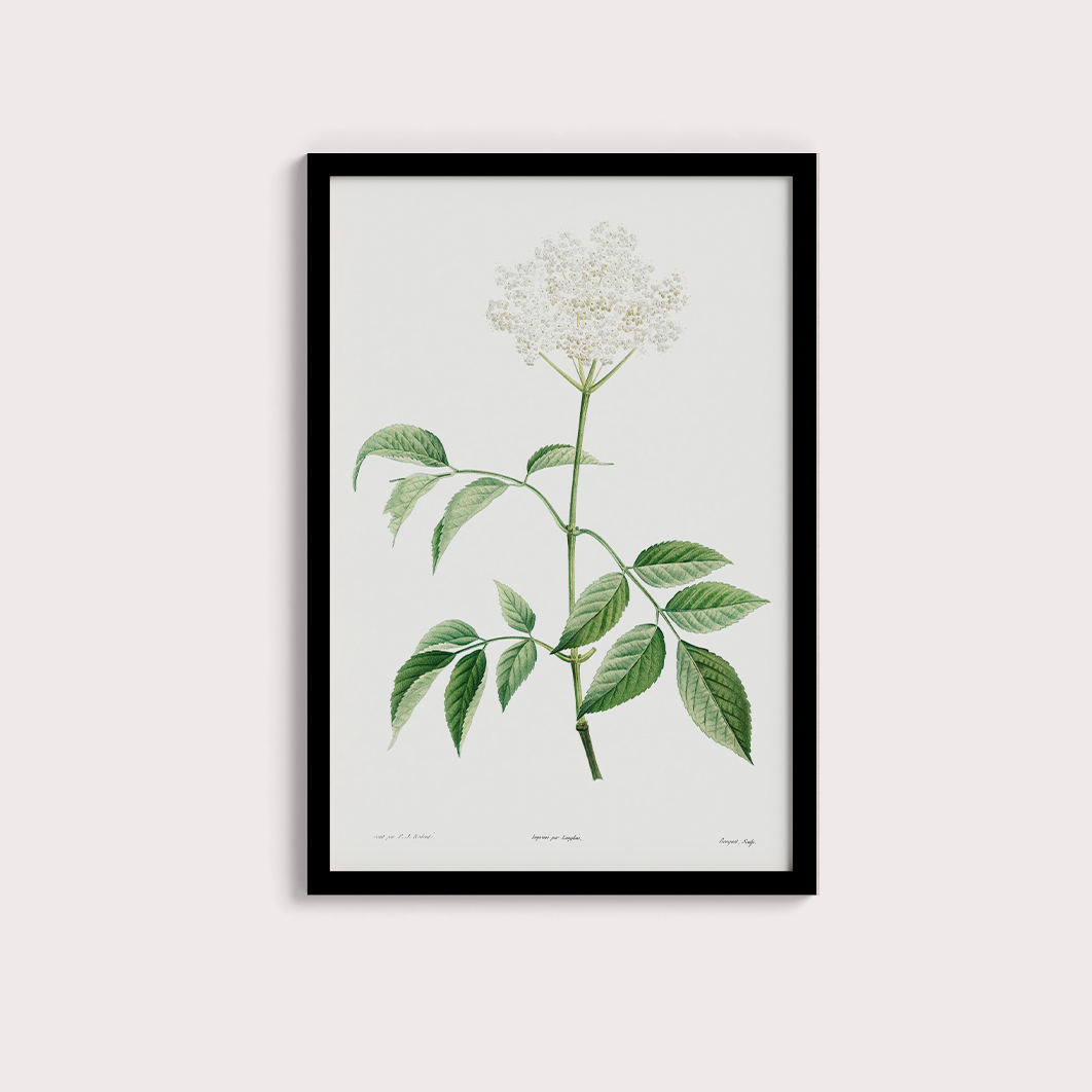 Elderflower