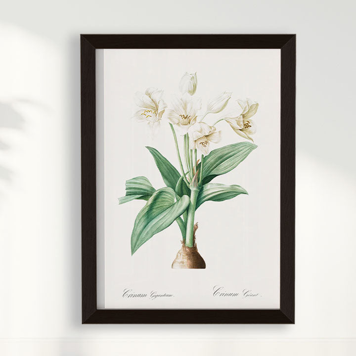 Quadro Floral Vintage - Crinum