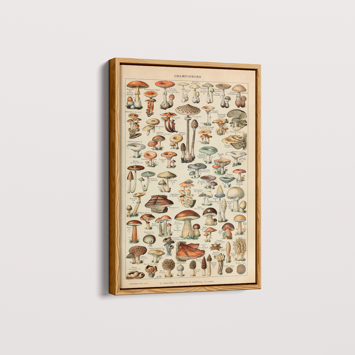 Quadro Vintage Cogumelos 3