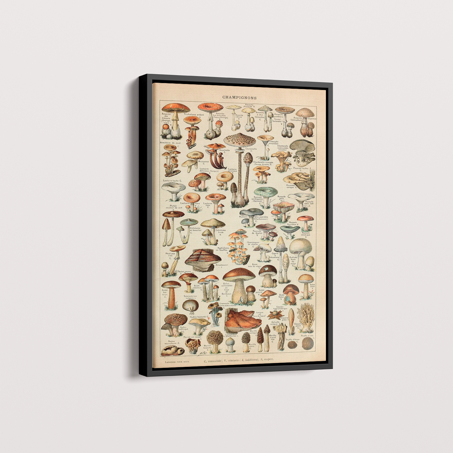 Quadro Vintage Cogumelos 3