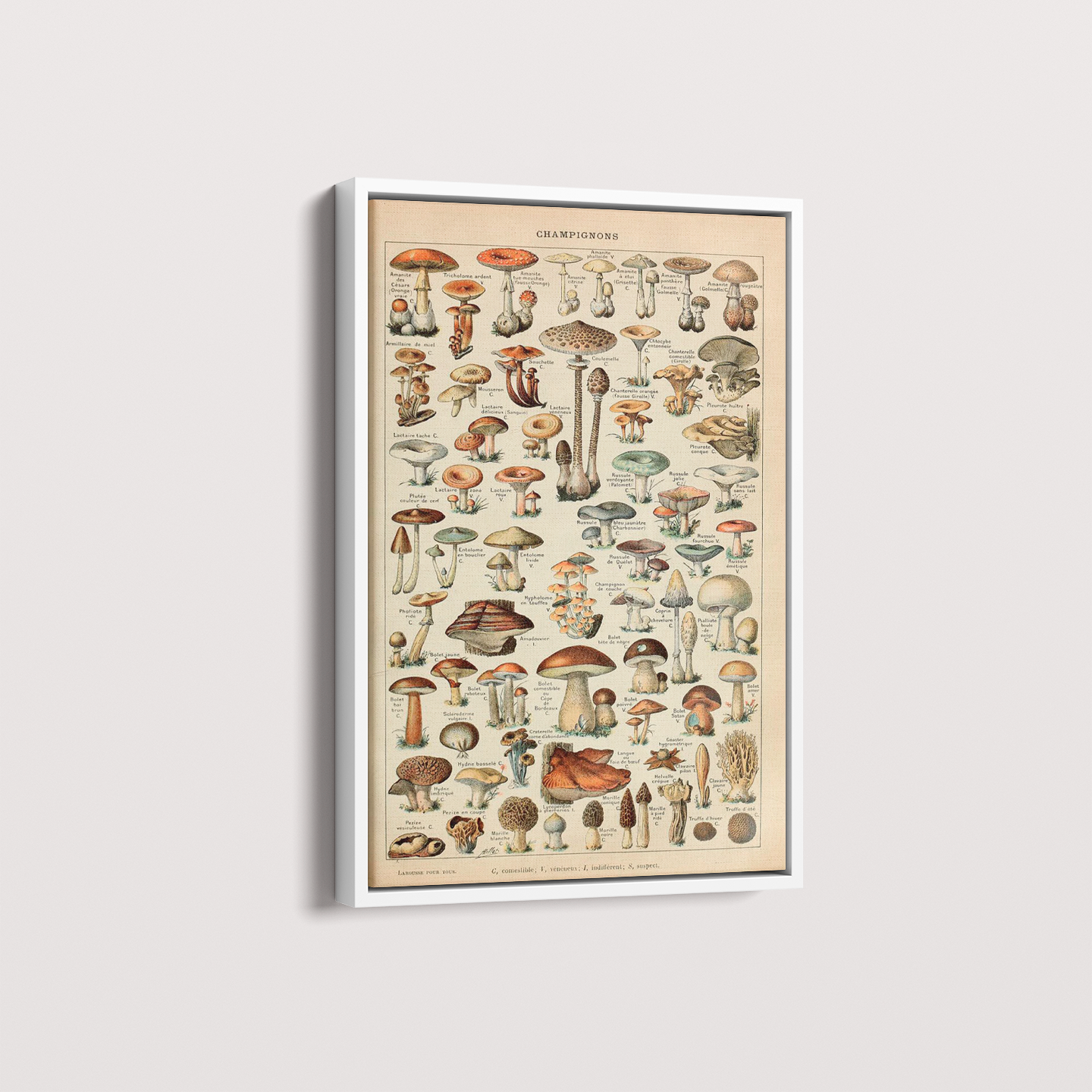 Quadro Vintage Cogumelos 3