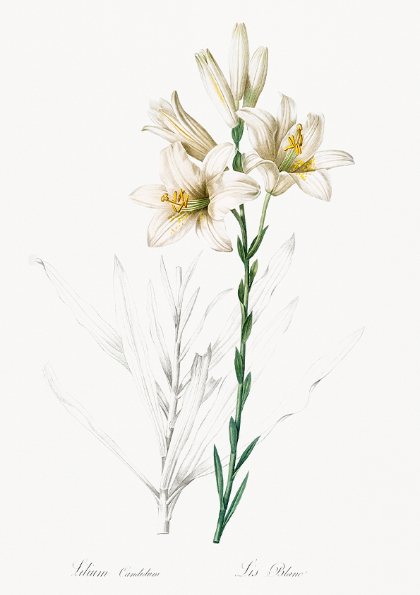 Quadro Floral VIntage Lily II
