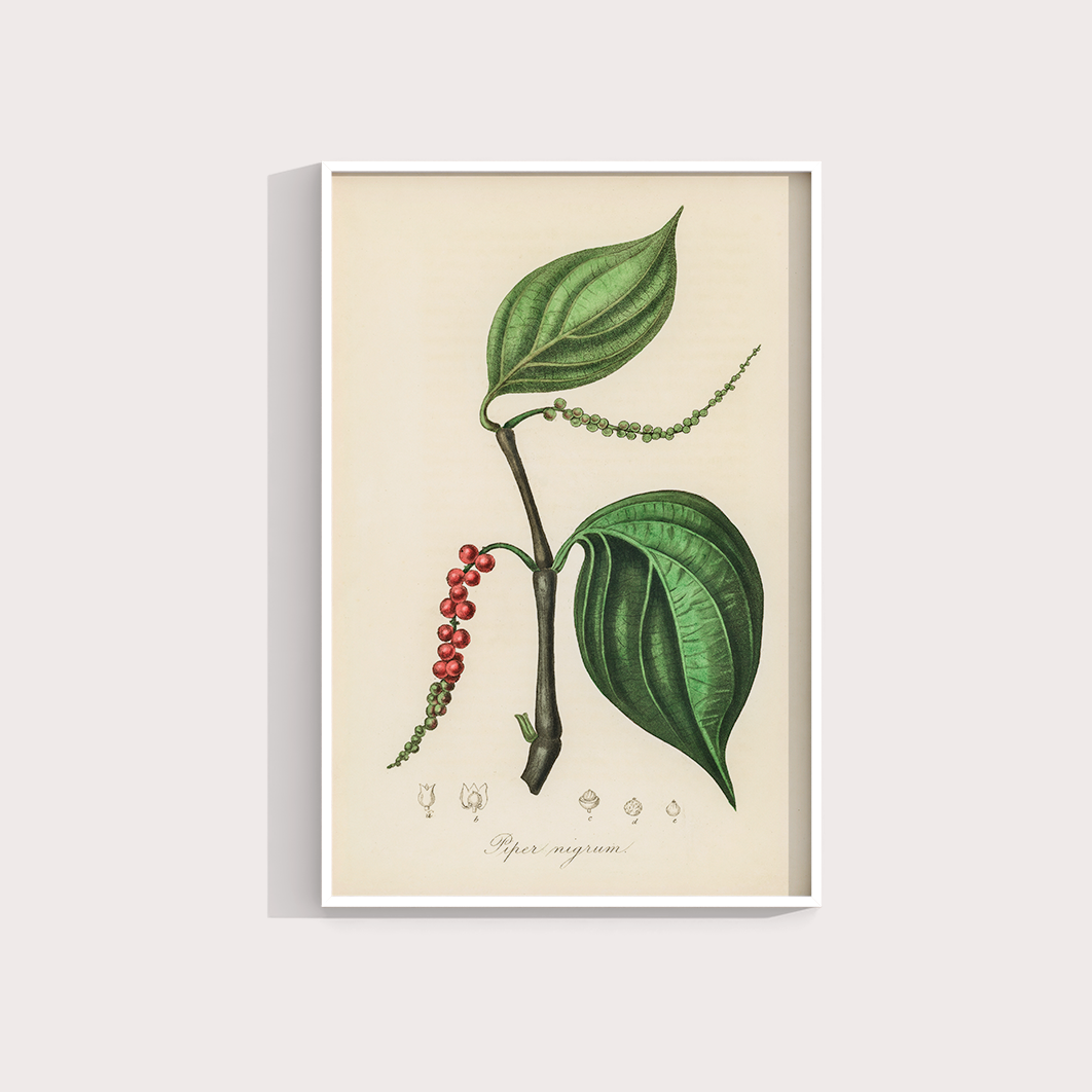 Black Pepper Vintage