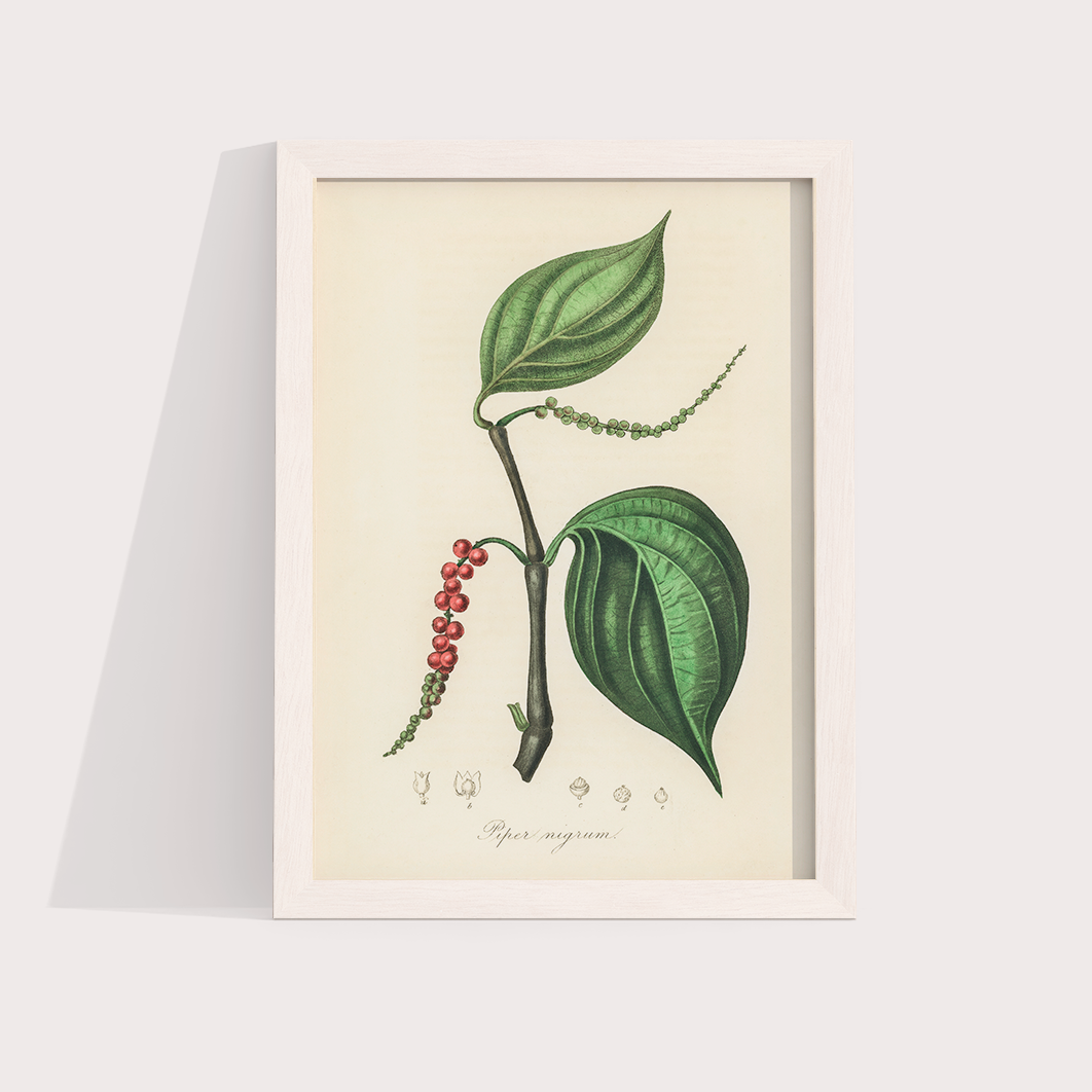 Black Pepper Vintage