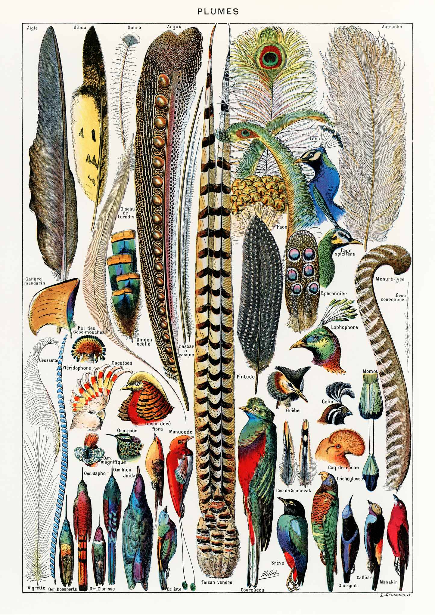 Plumas