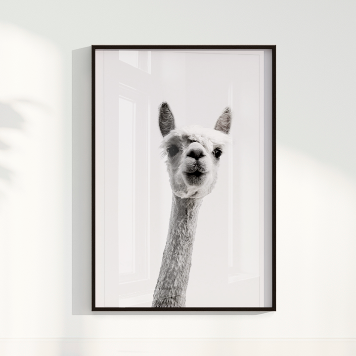 Alpaca B&W