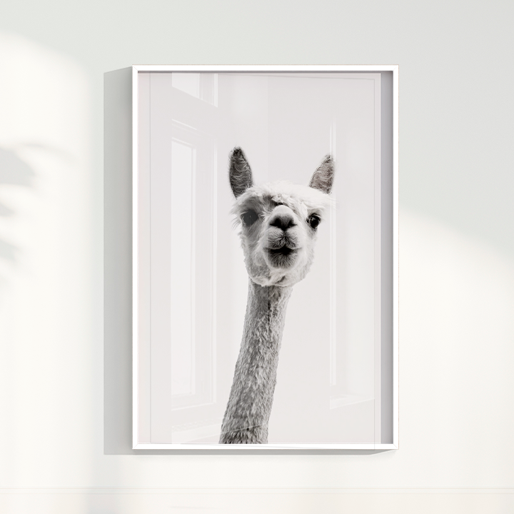Alpaca B&W