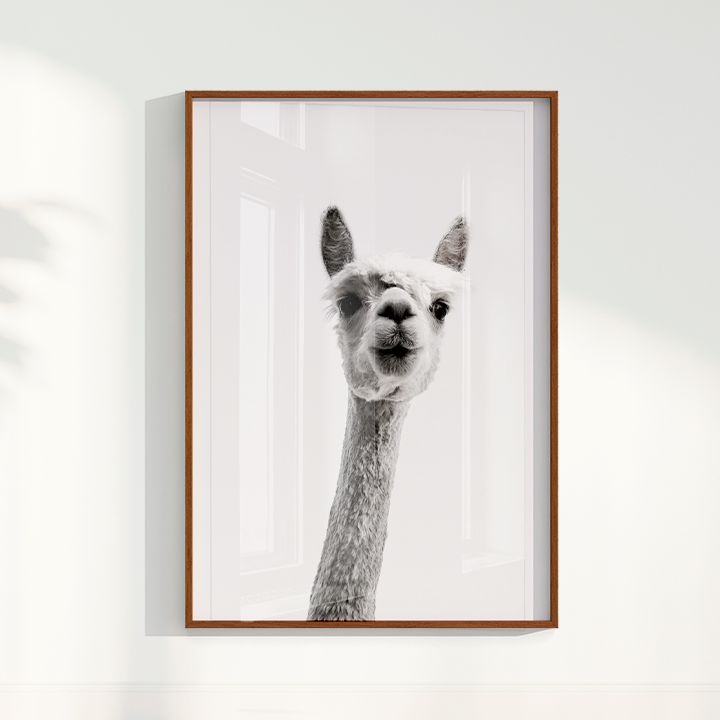 Alpaca B&W