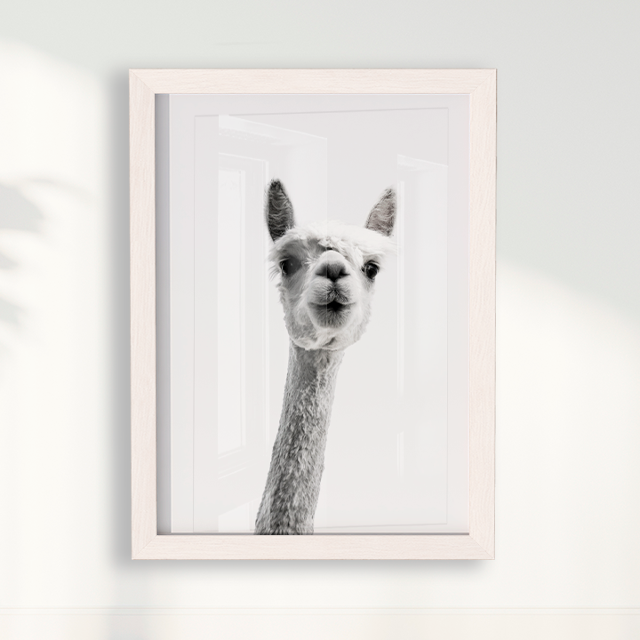 Alpaca B&W