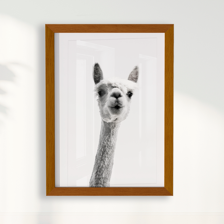 Alpaca B&W