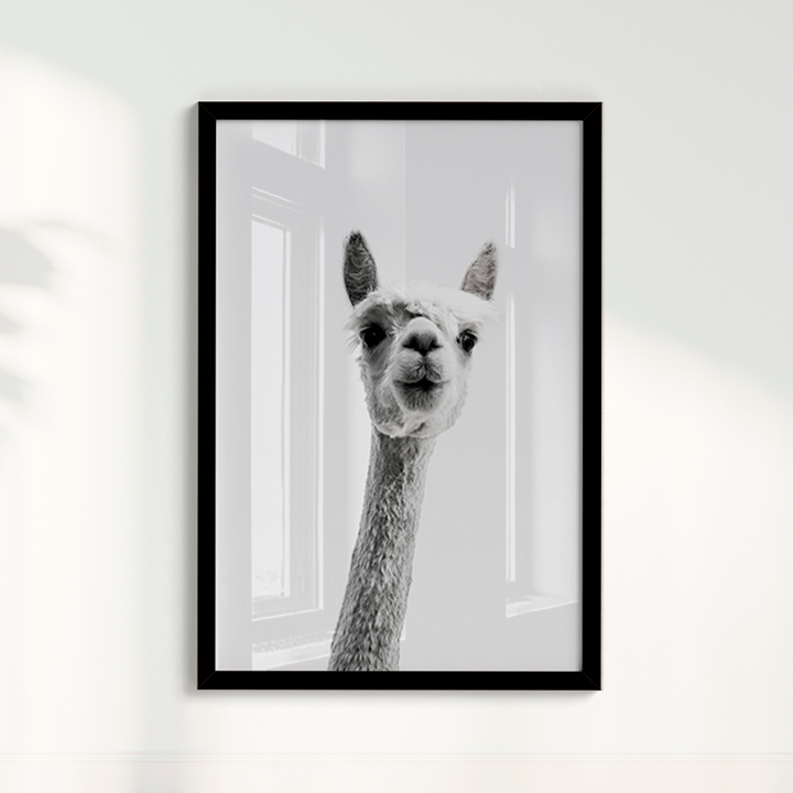 Alpaca B&W