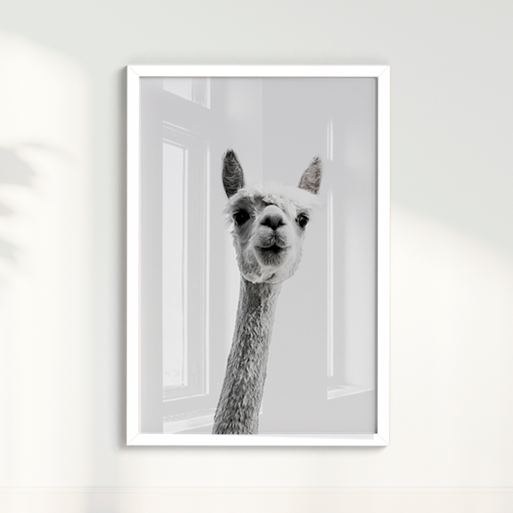 Alpaca B&W