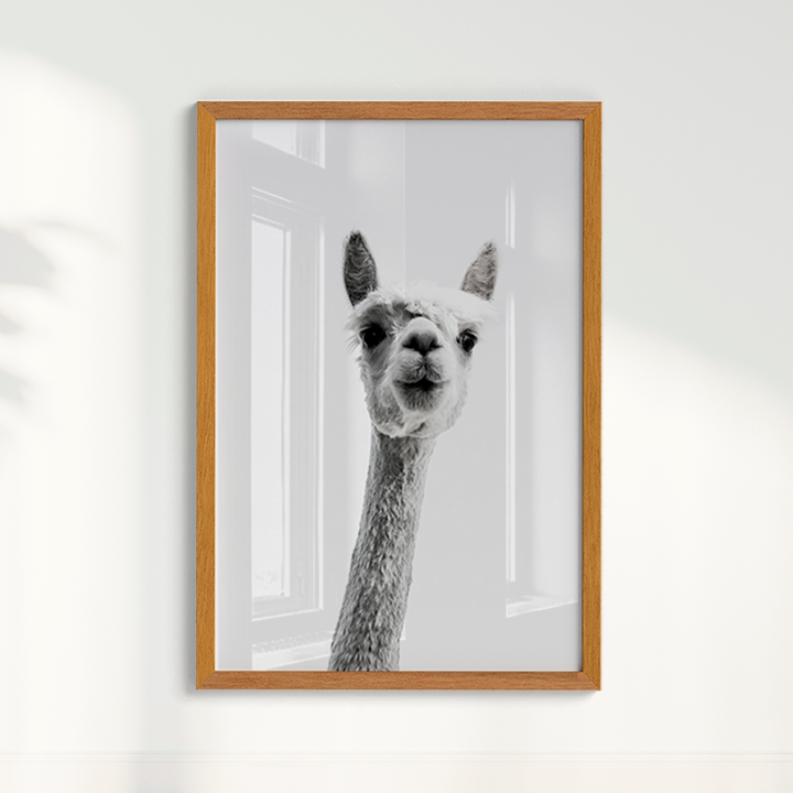 Alpaca B&W