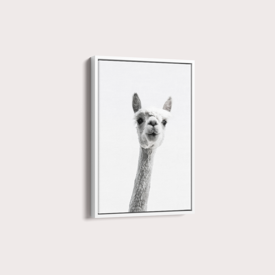 Alpaca B&W
