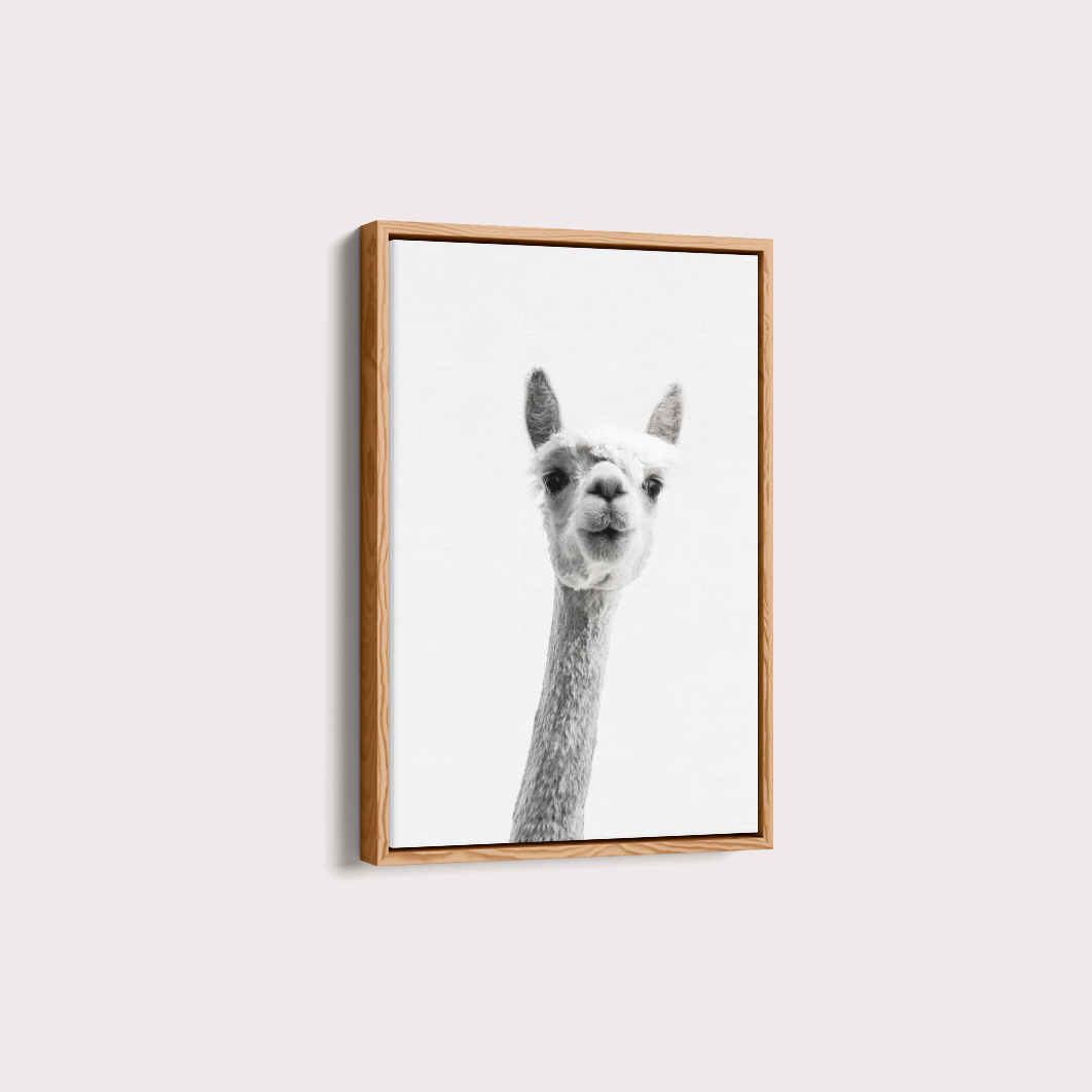 Alpaca B&W