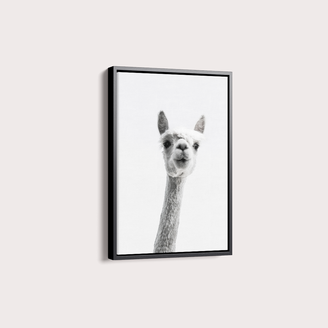Alpaca B&W