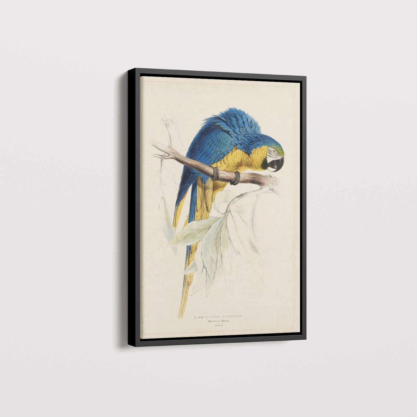 Quadro Arara - Poster Vintage