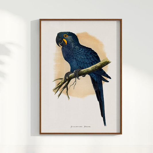Quadro Arara azul