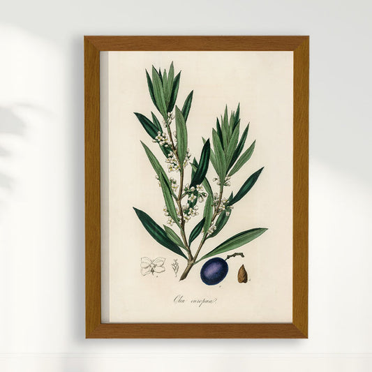 Quadro Azeitona - Vintage