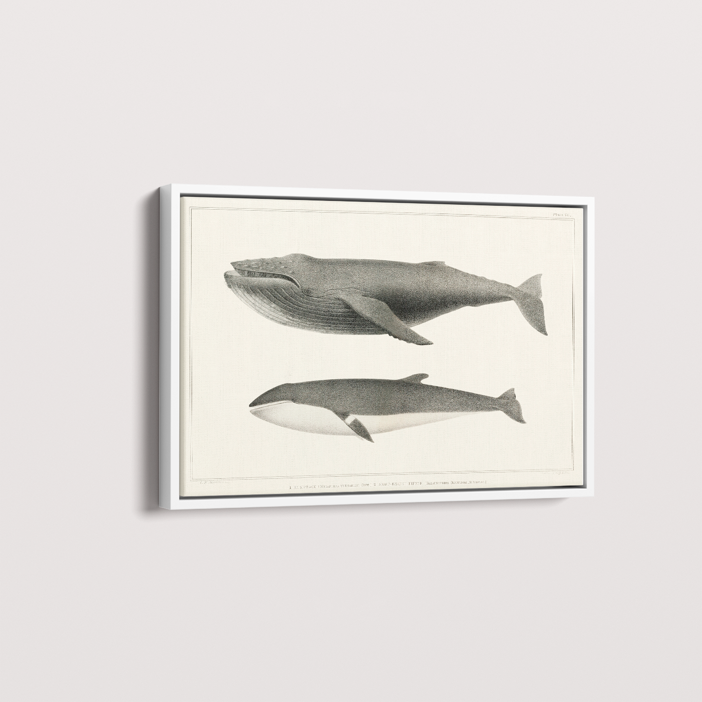 Quadro Baleias Vintage I
