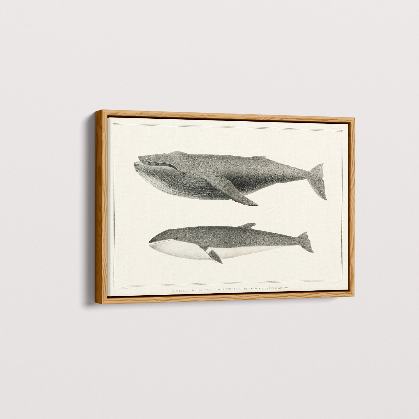 Quadro Baleias Vintage I