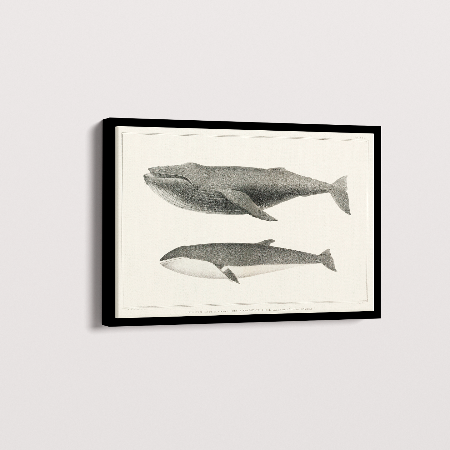 Quadro Baleias Vintage I