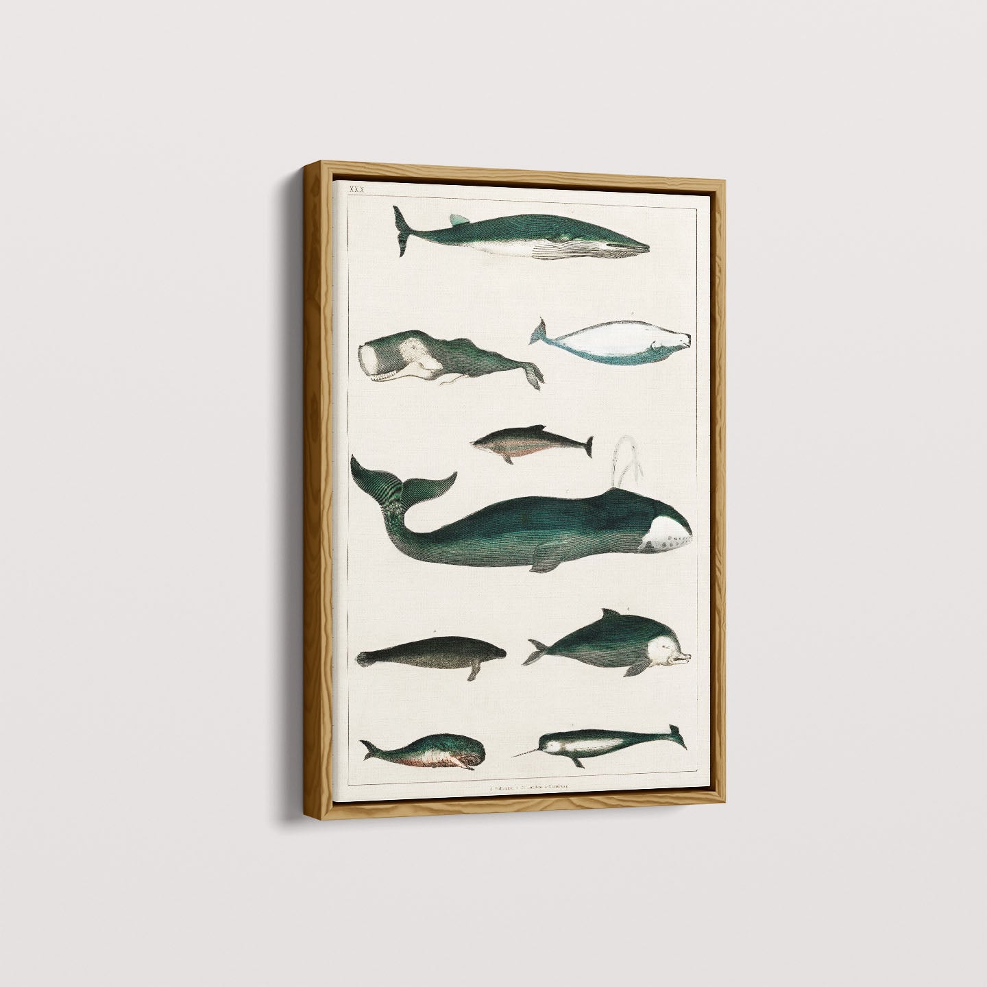 Quadro Baleias Vintage II
