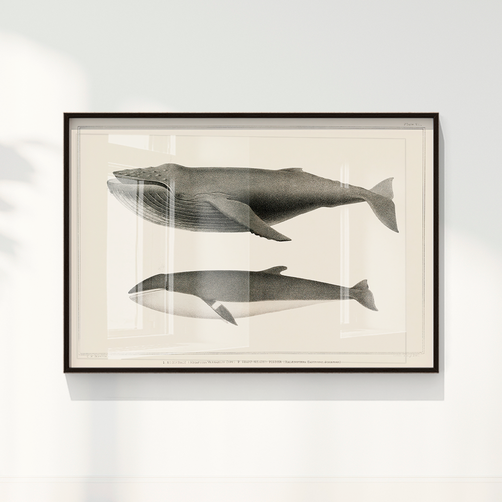 Quadro Baleias Vintage I
