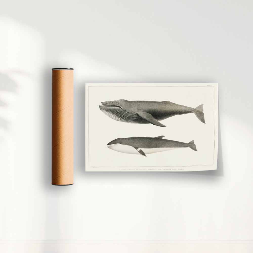 Quadro Baleias Vintage I