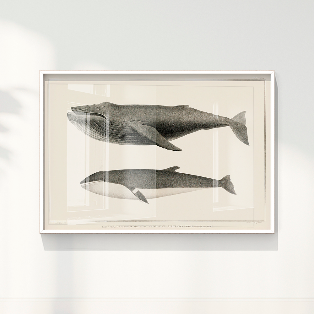 Quadro Baleias Vintage I