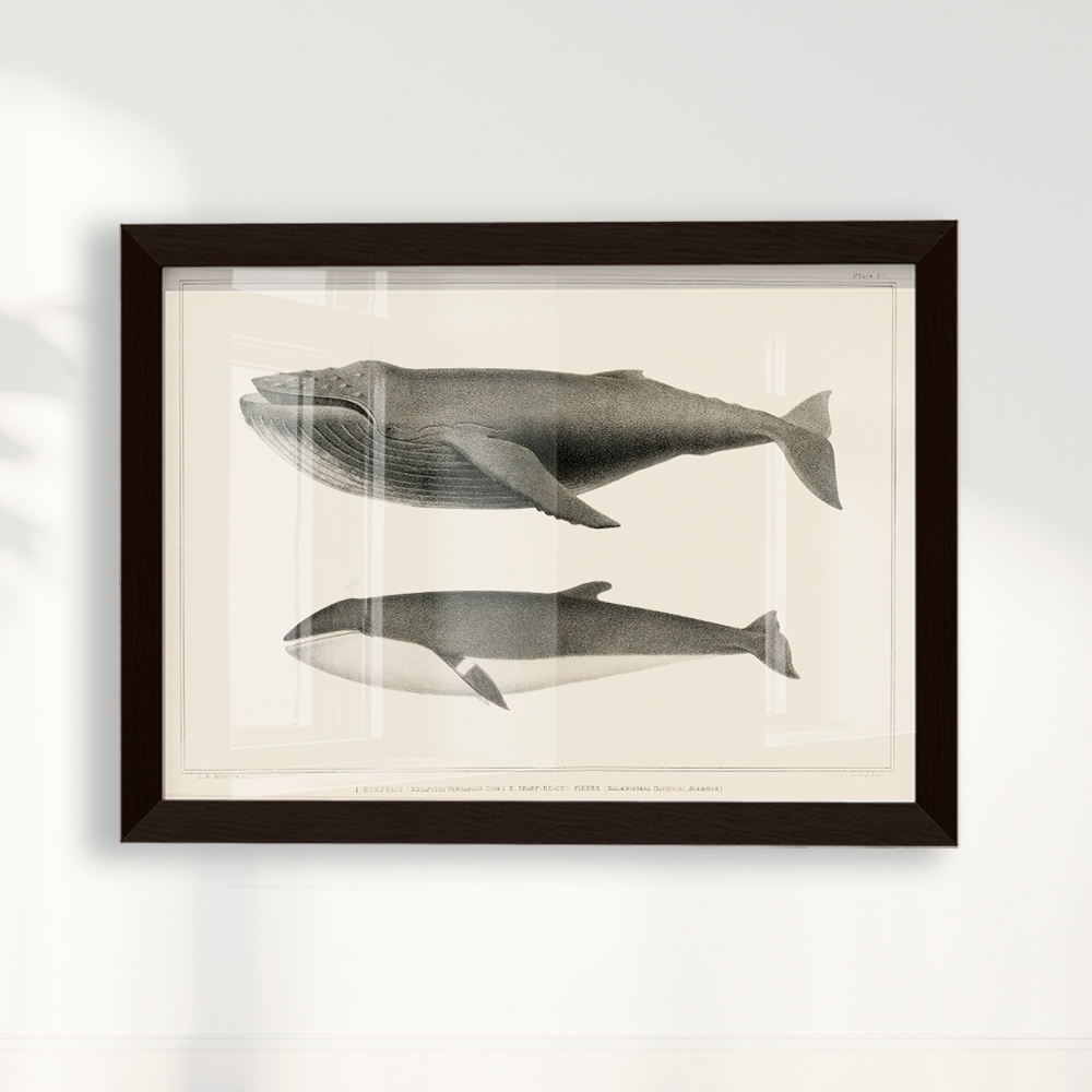 Quadro Baleias Vintage I
