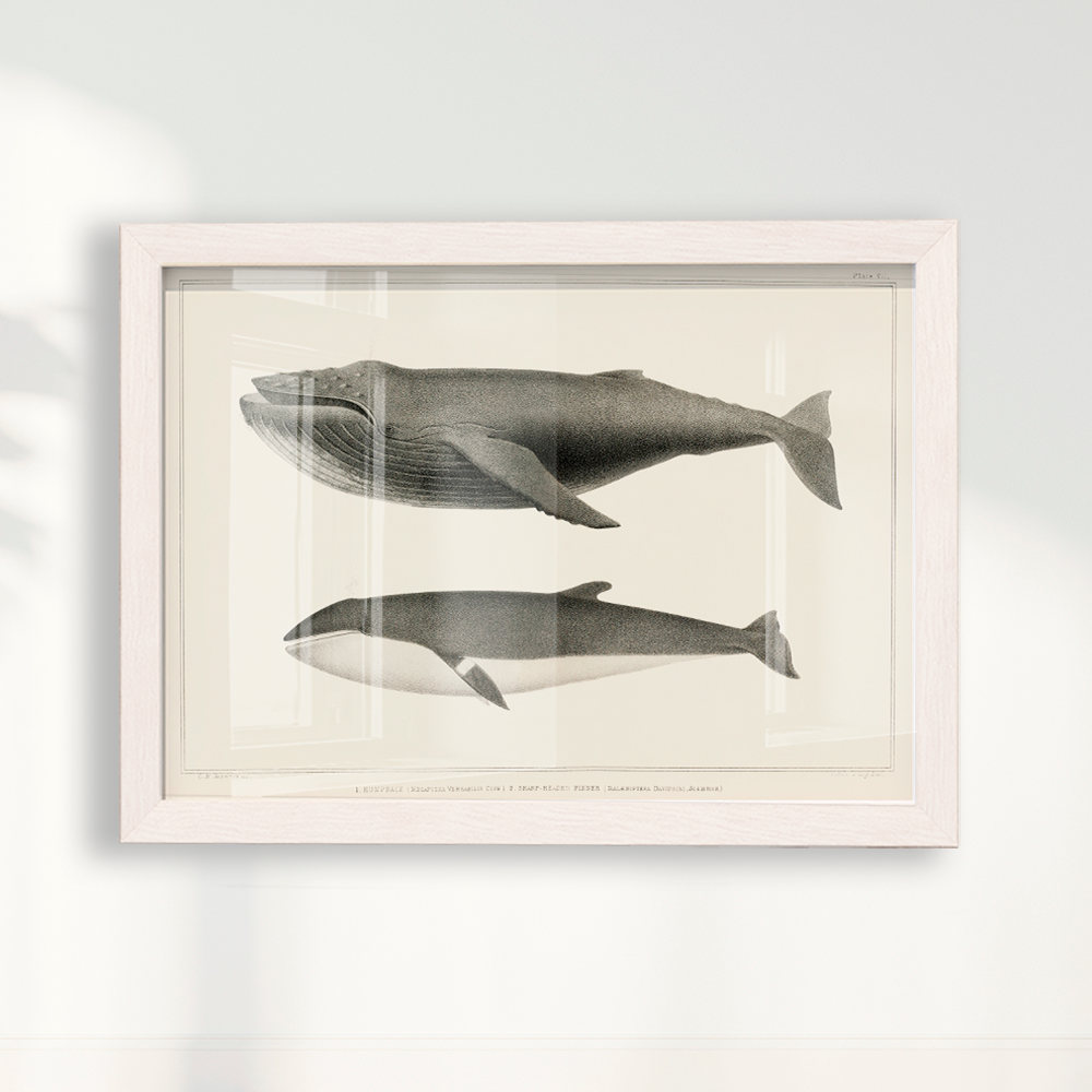 Quadro Baleias Vintage I