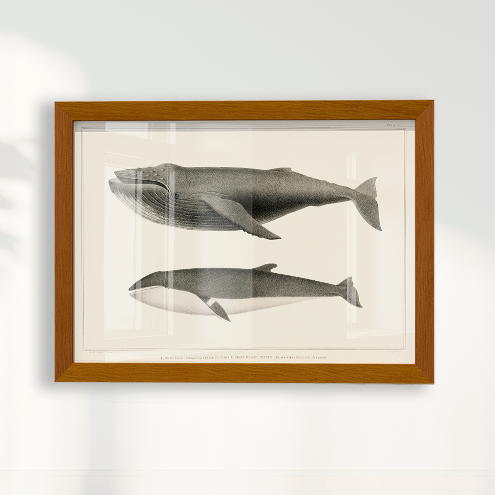 Quadro Baleias Vintage I