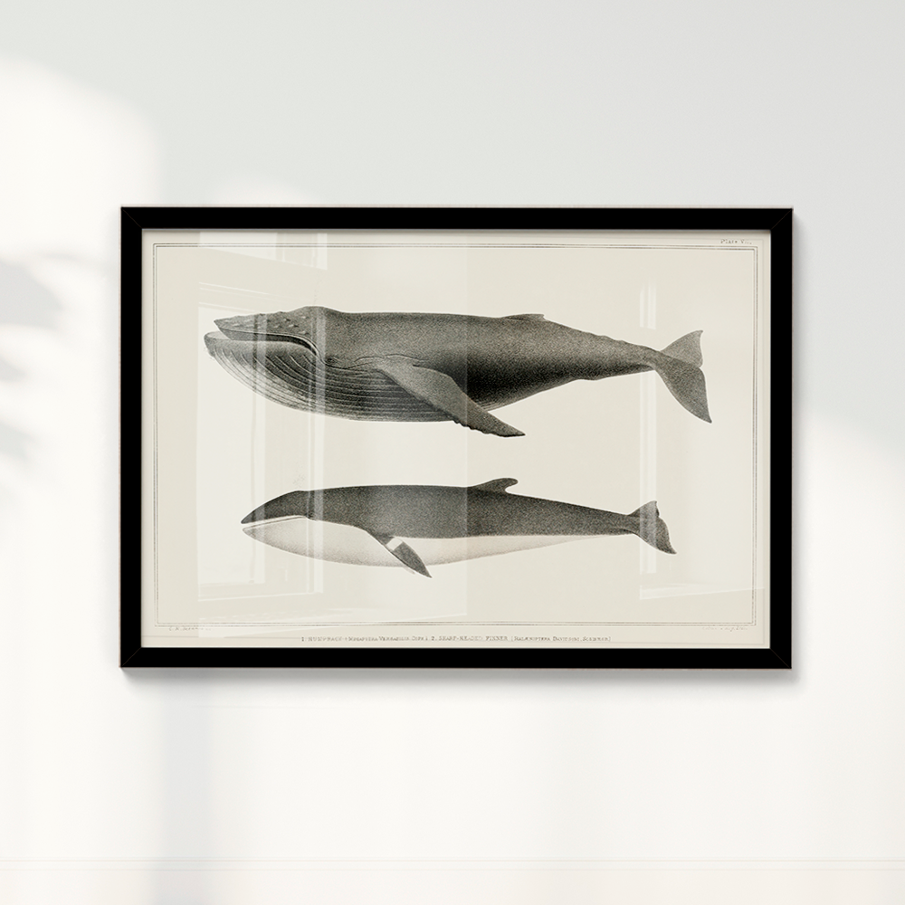 Quadro Baleias Vintage I