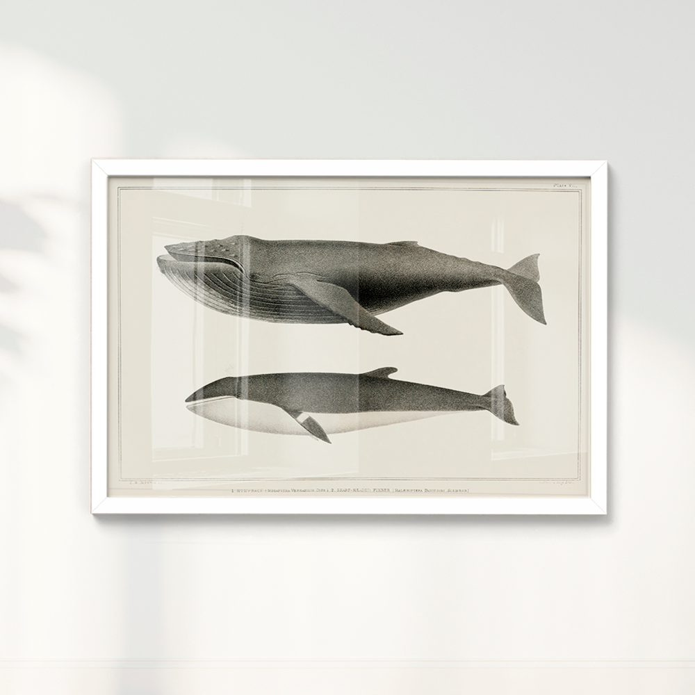 Quadro Baleias Vintage I