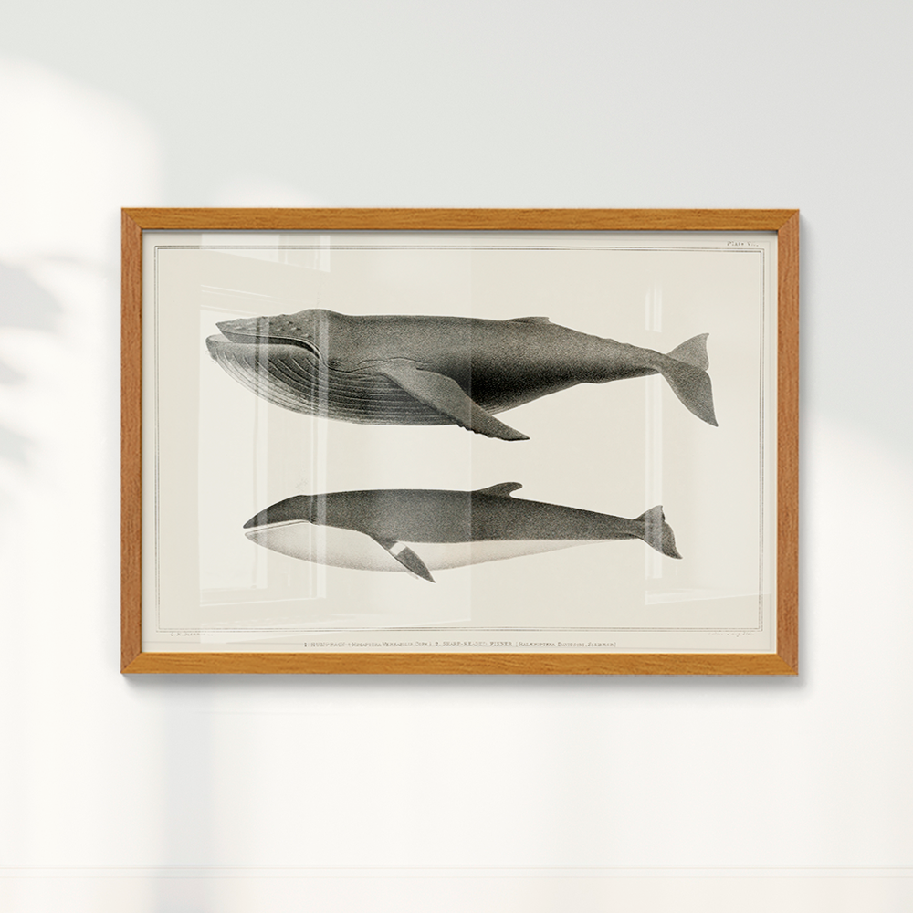 Quadro Baleias Vintage I