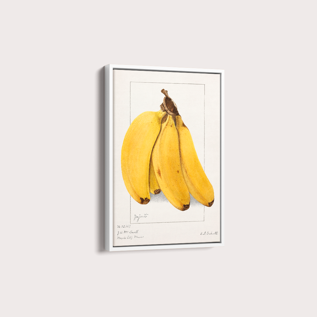 Quadro Banana Vintage