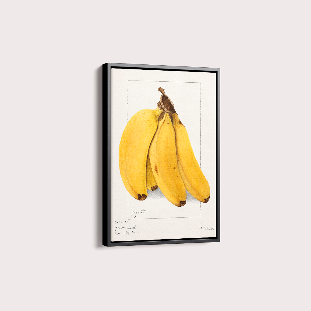 Quadro Banana Vintage