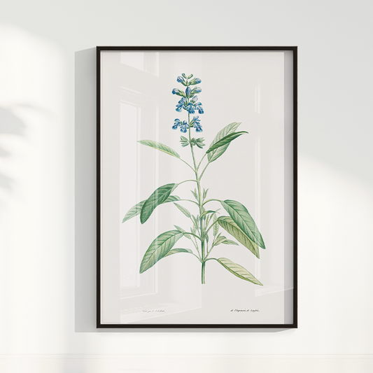 Quadro Blue flower II - Flor salvia azul