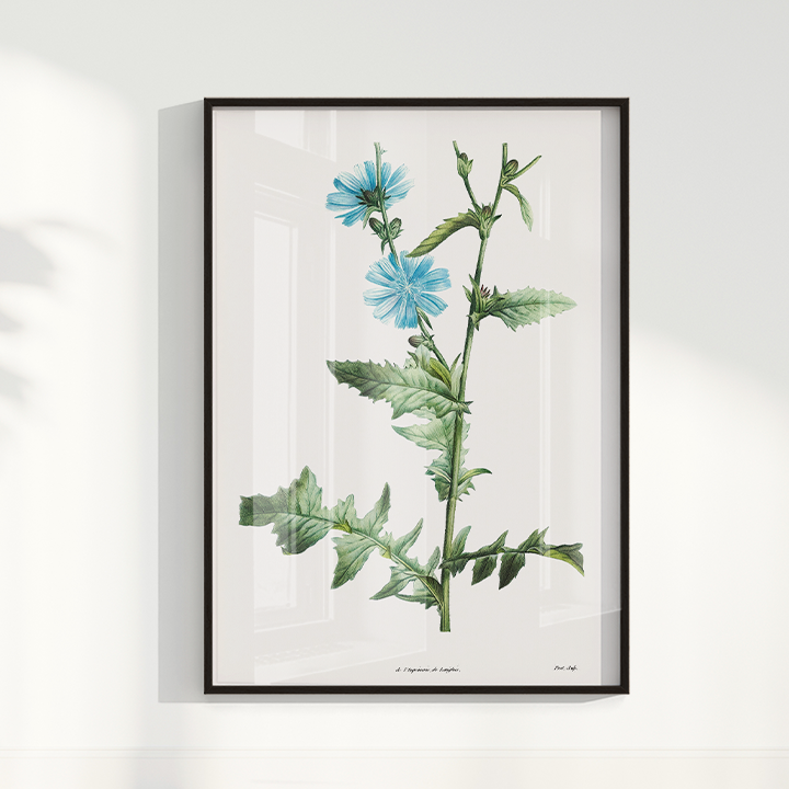 Quadro Blue flower III - Flor Chicory