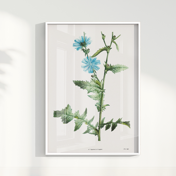 Quadro Blue flower III - Flor Chicory