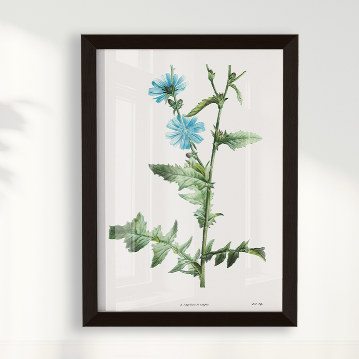 Quadro Blue flower III - Flor Chicory