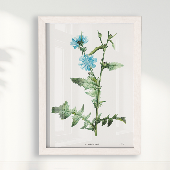 Quadro Blue flower III - Flor Chicory