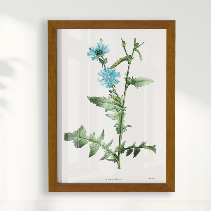 Quadro Blue flower III - Flor Chicory