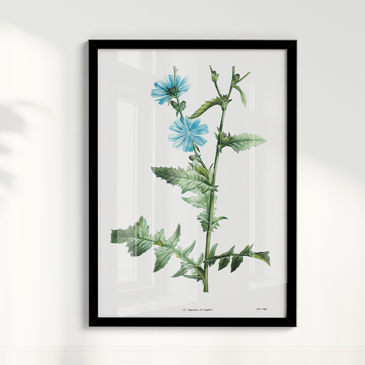 Quadro Blue flower III - Flor Chicory