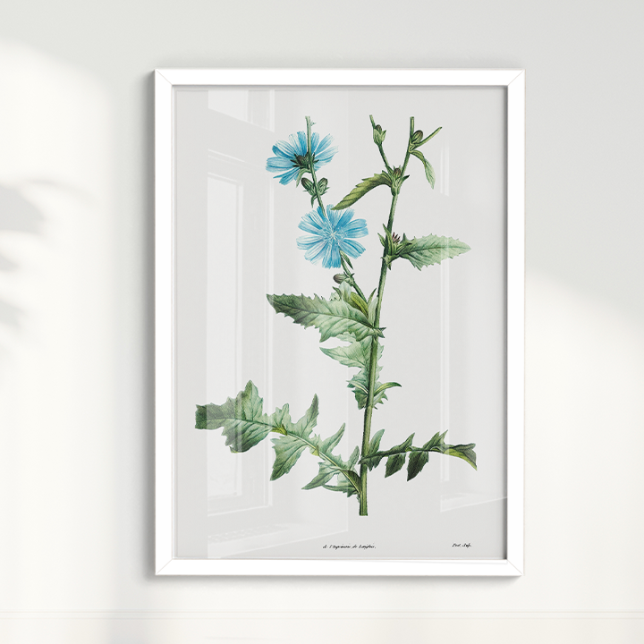 Quadro Blue flower III - Flor Chicory