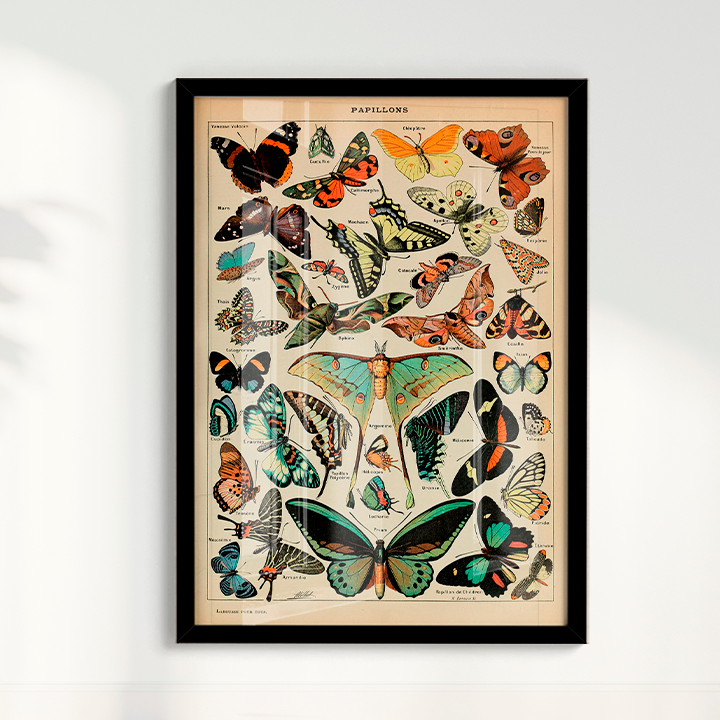 Papillons